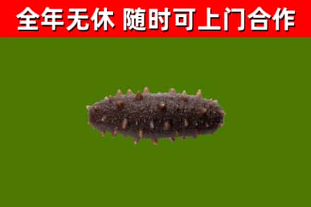 北京回收海参干